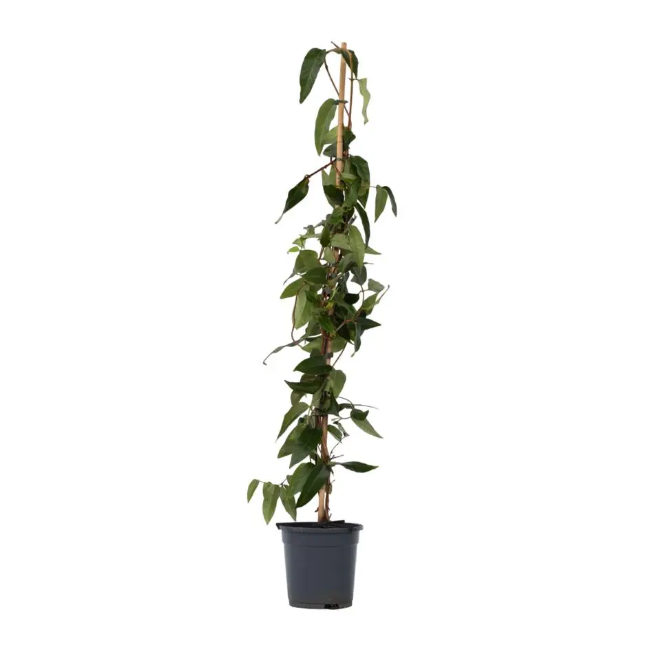 Kamperfoelie - Lonicera henryi 'Copper Beauty' - Hoogte 110-120cm - ⌀17cm