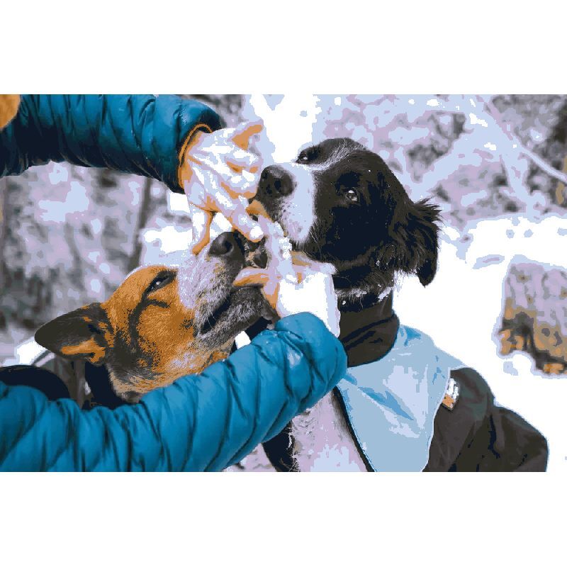 Paw Care - Accessoire pour chien