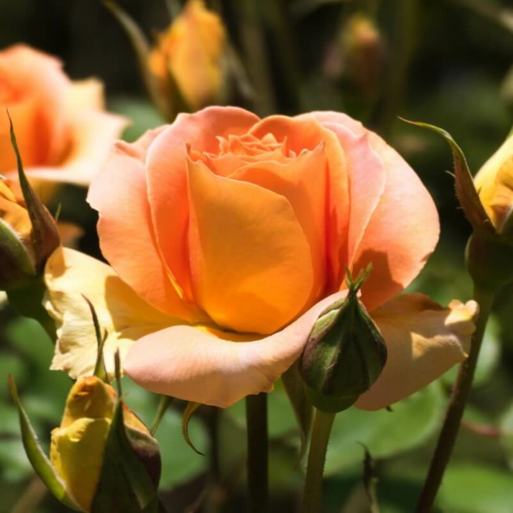 Rosier 'diorama' -