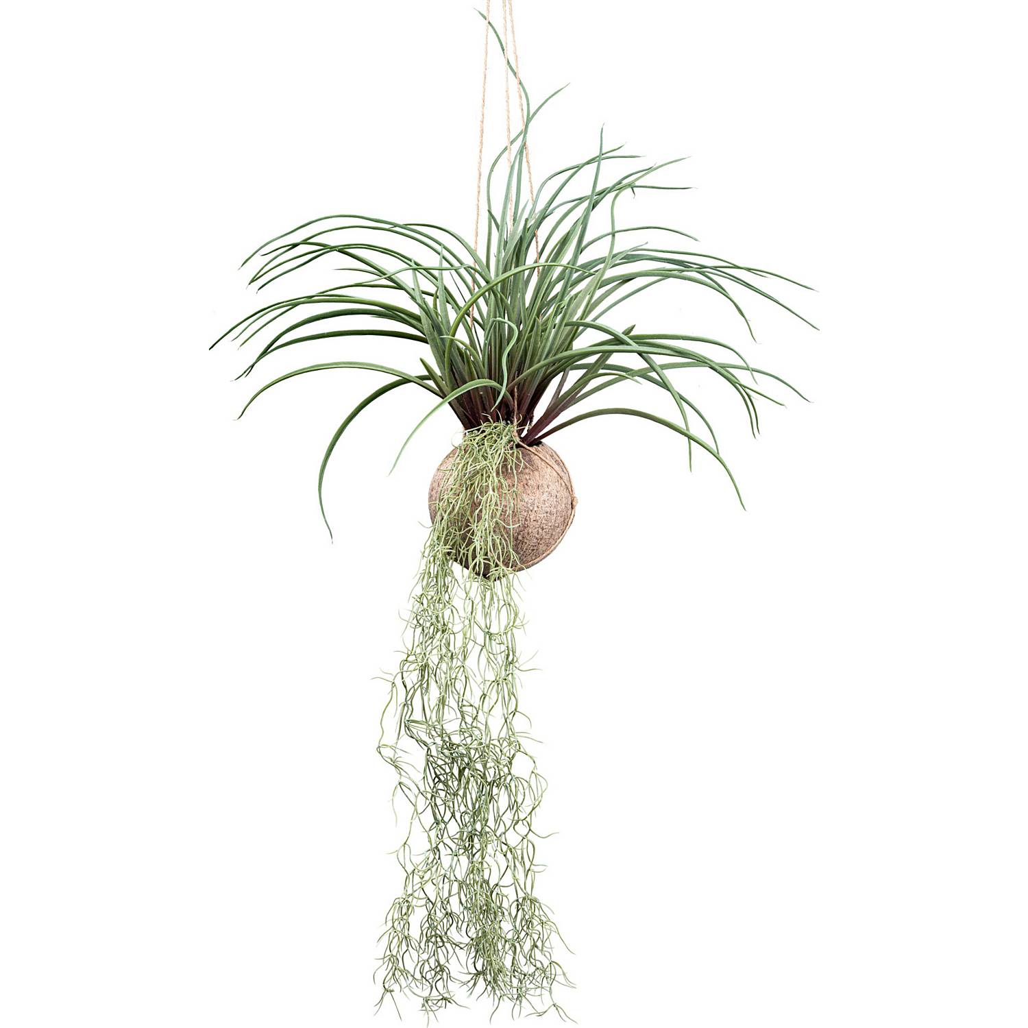 Kunstpflanze Tillandsia Stricta