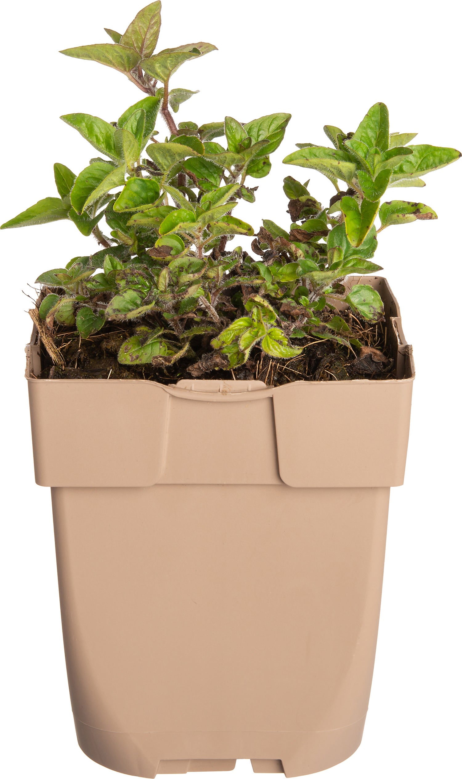 Oregano (Origanum vulgarisare) D 11 H 10 cm