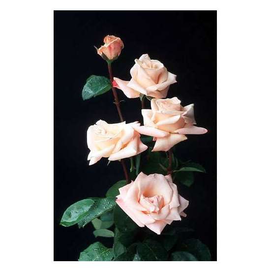 Rosier buisson 'Comtesse Brigitte Chandon Moët®' (Dorfaut): pot de 5 L
