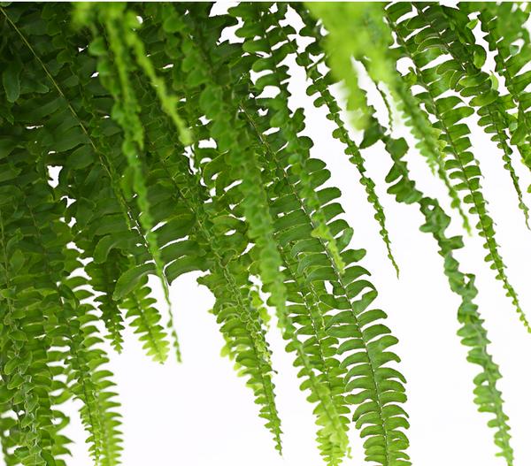 Schwertfarn - Nephrolepis exaltata, Ampel