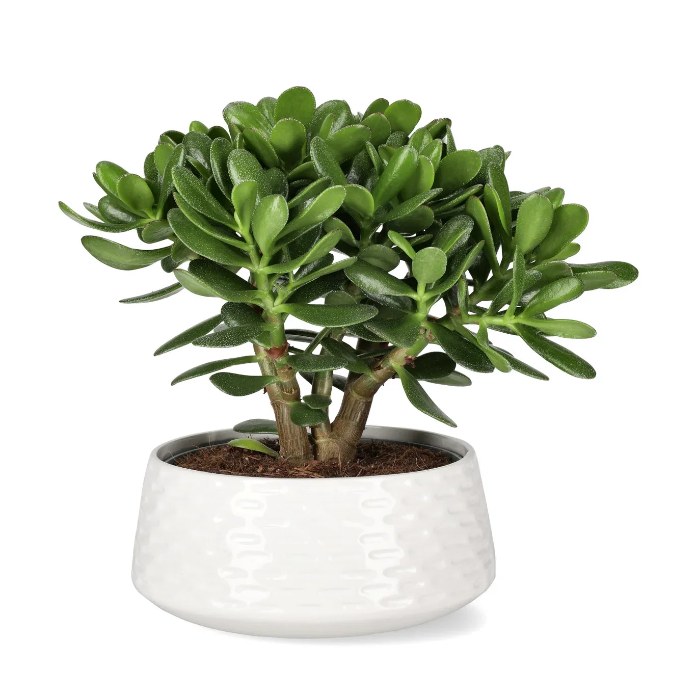 Crassula ovata 'Magical Tree' Pengetre ‘Magical Tree’ Høyde 30 cm