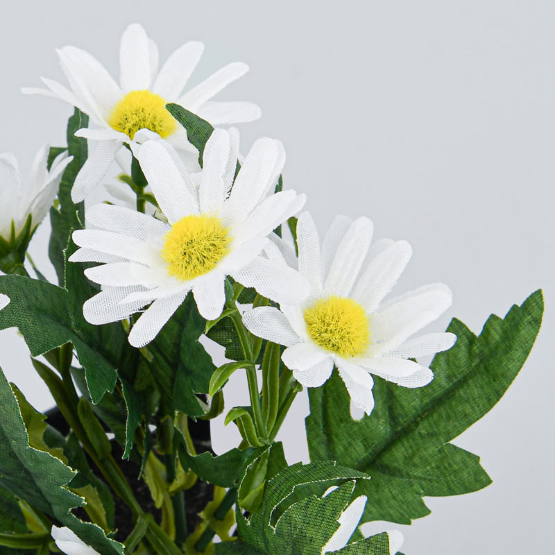 Mini composition de fleurs daisy
