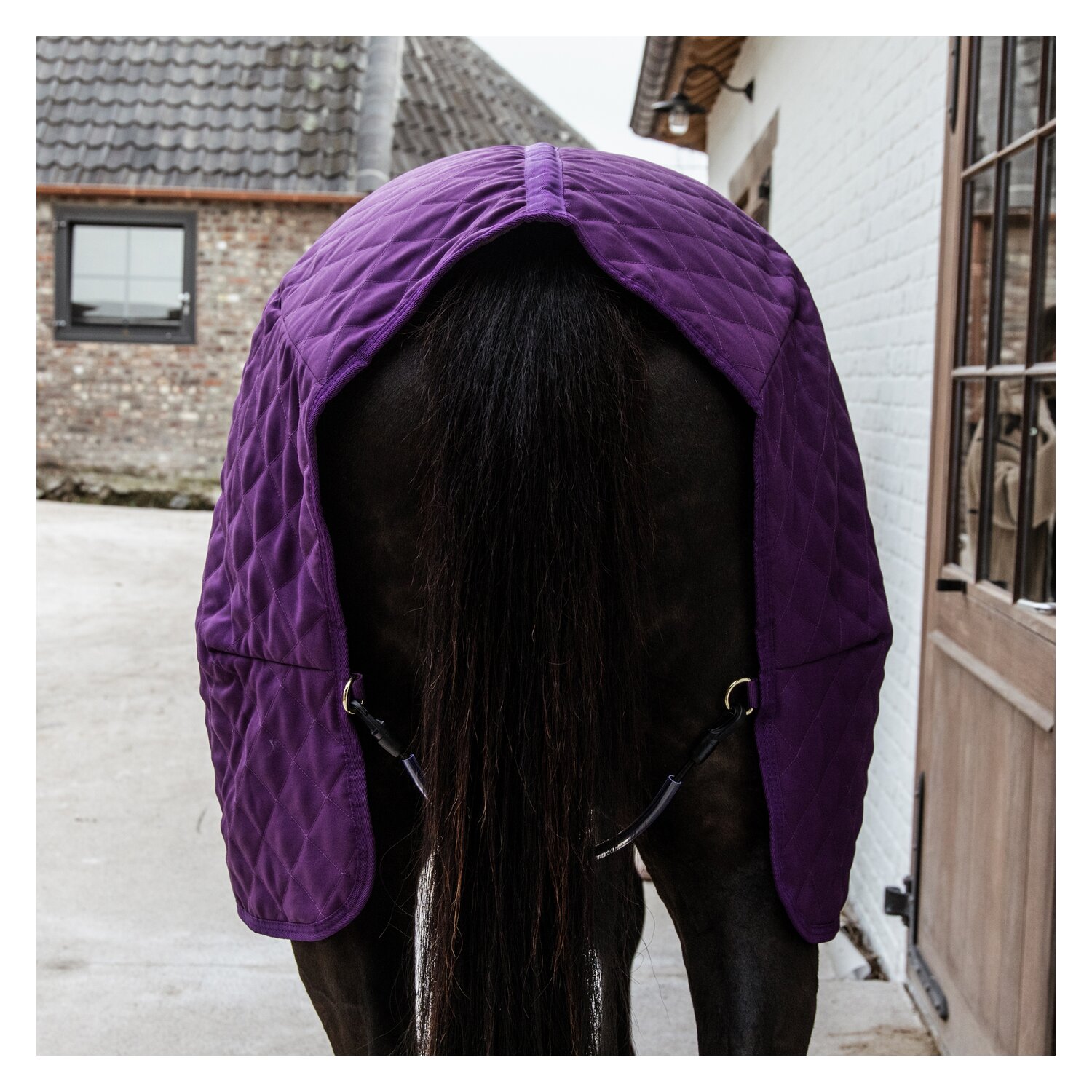 KENTUCKY Show Rug - purple royal