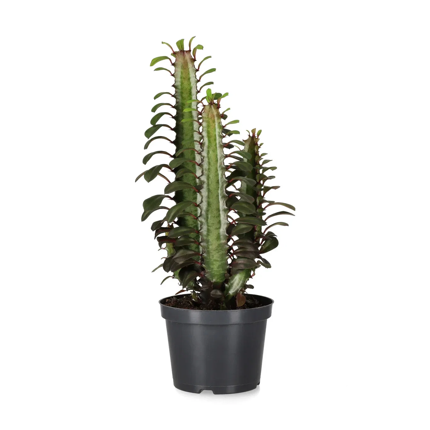 Euphorbia trigona Trekanteuforbia Høyde 30 cm