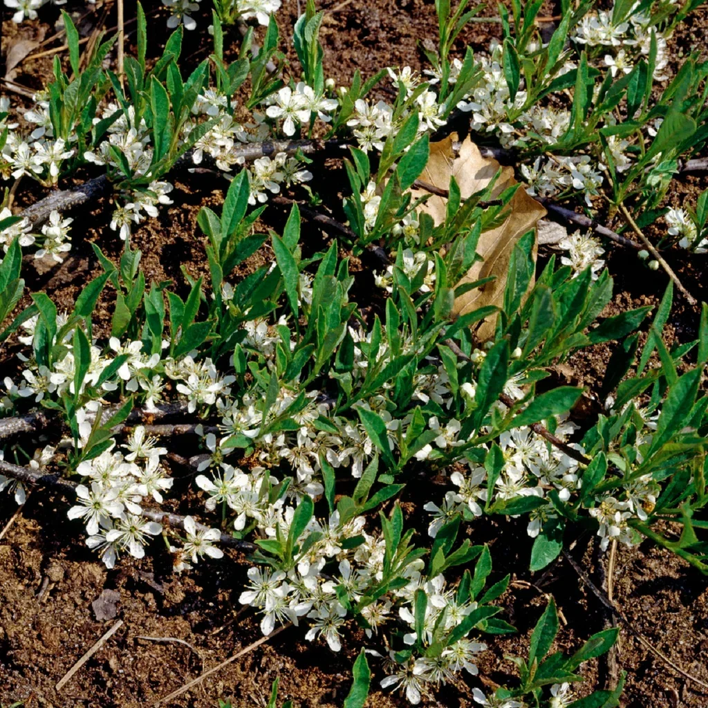 Prunus pumila var. depressa Krypkirsebær Ø22 cm
