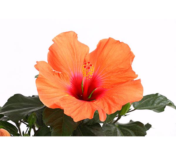 Zimmerhibiskus - Hibiscus rosa-sinensis