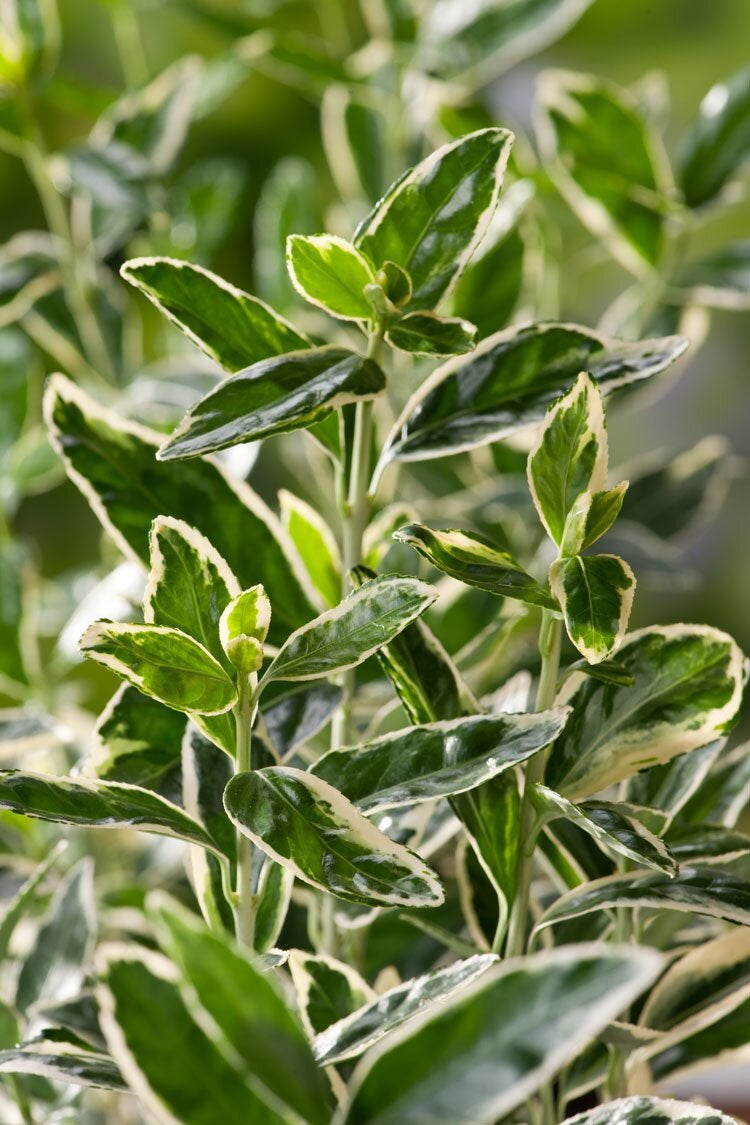Japanse Kardinaalsmuts (Euonymus japonica 'Bravo') D 30 H 120 cm