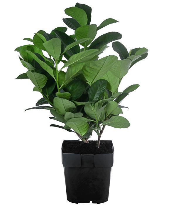 Kirschlorbeer 'Etna'