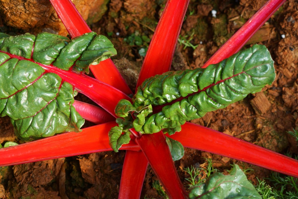 Bio - rhubarbe - 50 graines - avec substrat - beta vulgaris subsp. Vulgaris