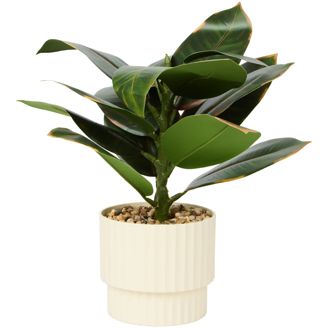 Ficus elastica artificiel