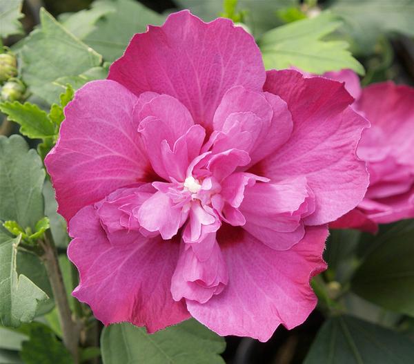 Hibiskus 'Purple Ruffles®' - Garten-Eibisch