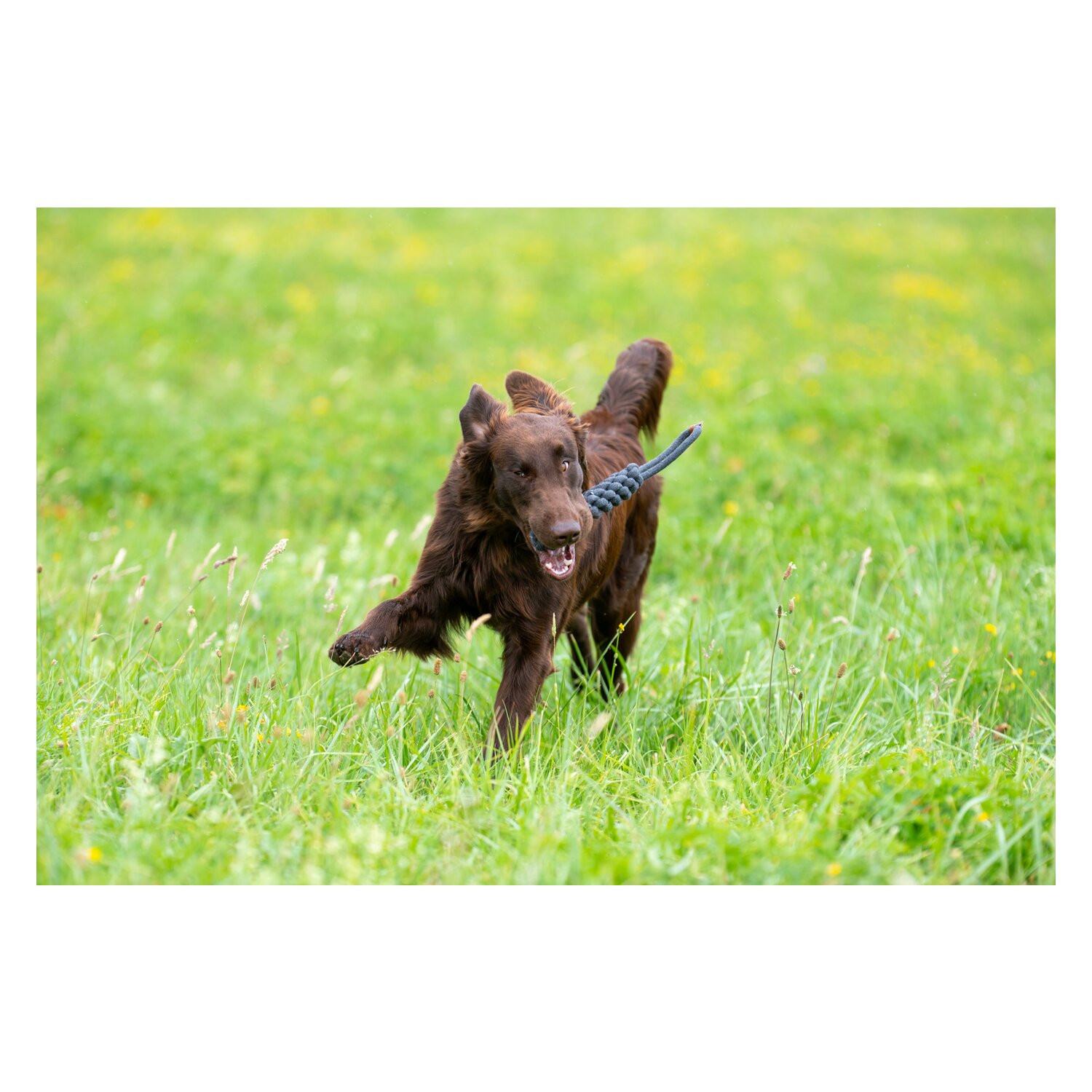 pawberry Baumwoll-Dummy geflochten  - grau