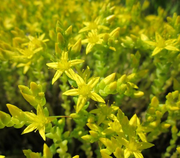 Bio Gold-Mauerpfeffer 'Aureum'