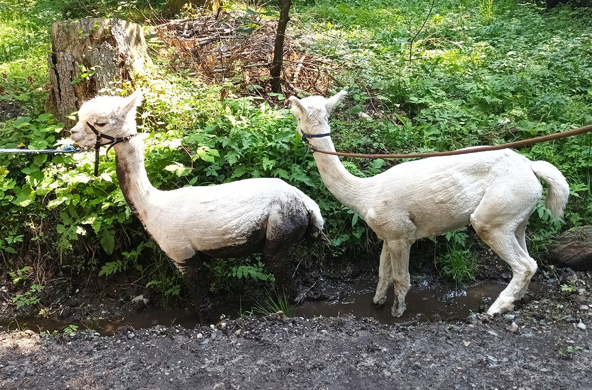 Alpakawanderung Wernberg