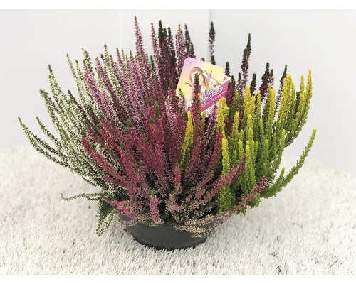 Knopheide FloraSelf Calluna vulgaris 'Beauty Ladies High Five' Ø 23 cm pot diverse soorten, kleuren
