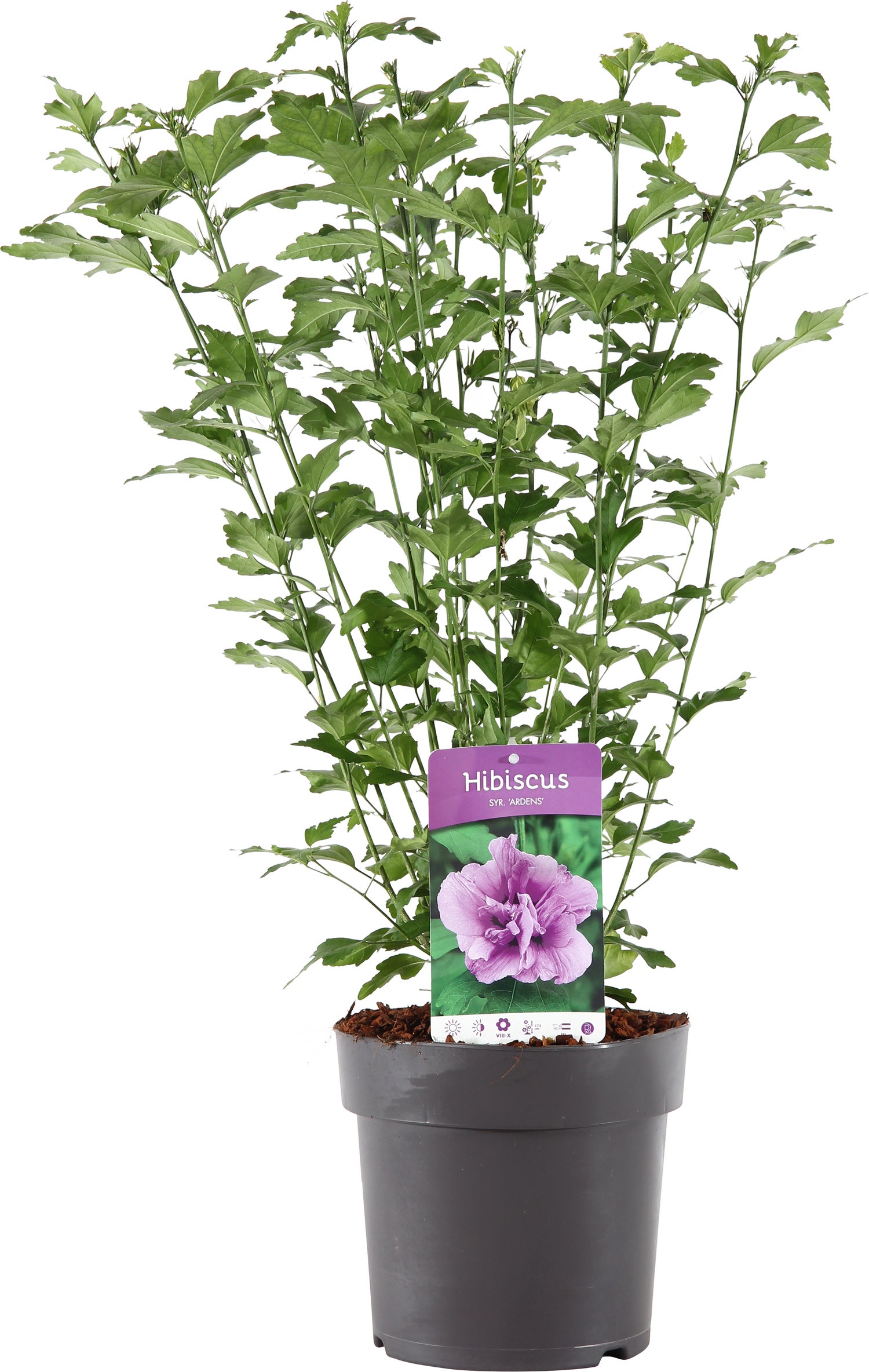 Chinese Roos (Hibiscus syriacus 'Ardens') D 23 H 60 cm