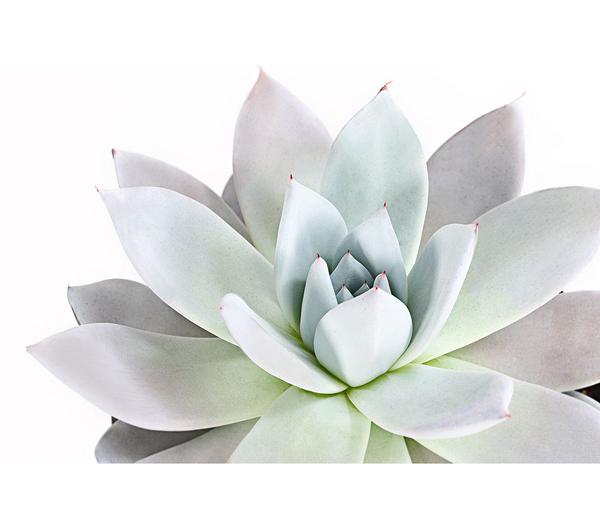Echeverie - Echeveria Hybride, verschiedene