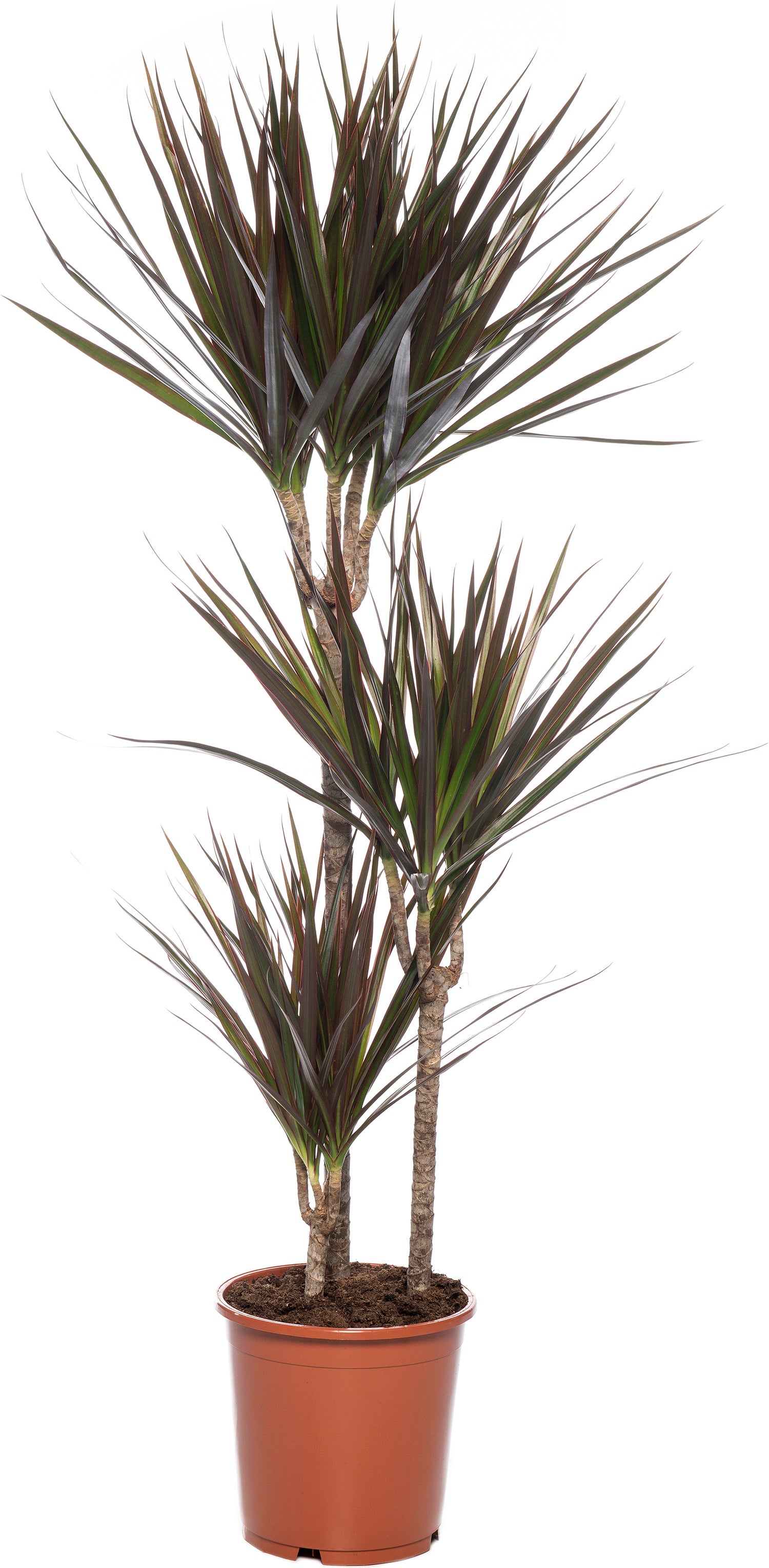 Drakenbloedboom (Dracaena marginata 'Magenta') D 21 H 115 cm