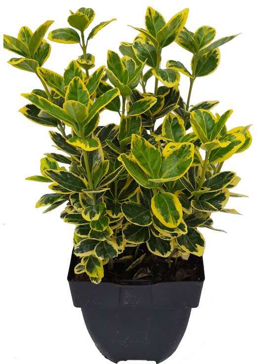 Japanse Kardinaalsmuts (Euonymus japonica 'Bravo') D 30 H 120 cm