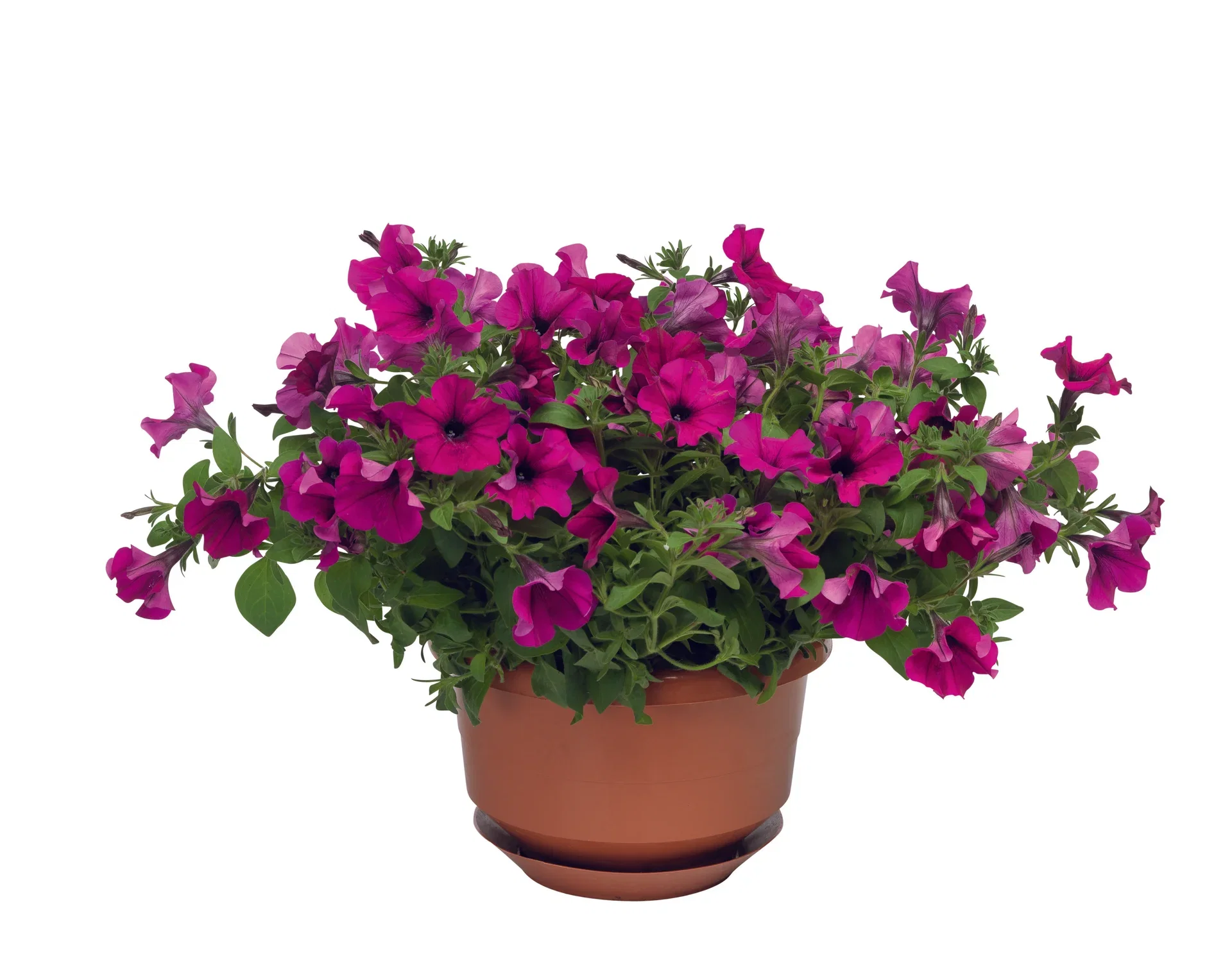 Petunia h. Sanguna Purple h.basket 25 cm Petunia i ampel Ø25 cm