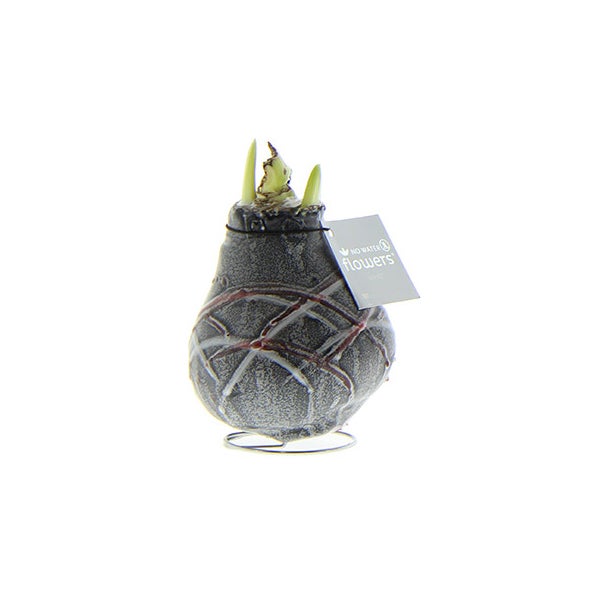 Exotic Heart - Gewaxte Amaryllisbol - Van Gogh - Ridderster - geen verzorging nodig, zwart patroon
