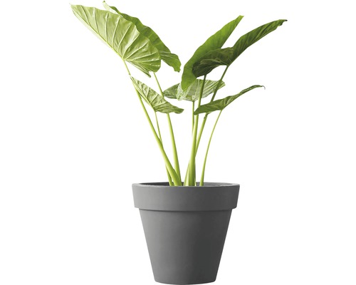 elho Pure ronde kunststof plantenpot Ø 40 H 36 cm antraciet