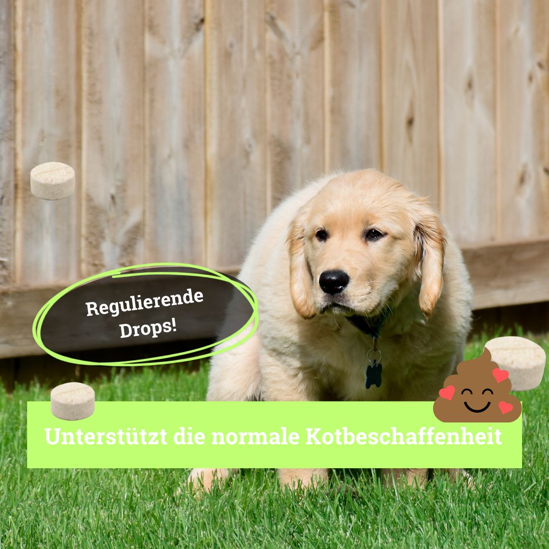 BeG Buddy Magen & Darm Drops für Hunde, Verdauung