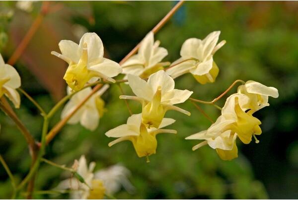 Elfenbloem (Epimedium versicolor 'Sulphureum) D 9 H 10 cm