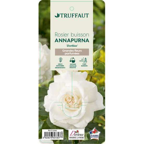 Rosier buisson 'Annapurna®' (Dorblan) : pot de 5 litres