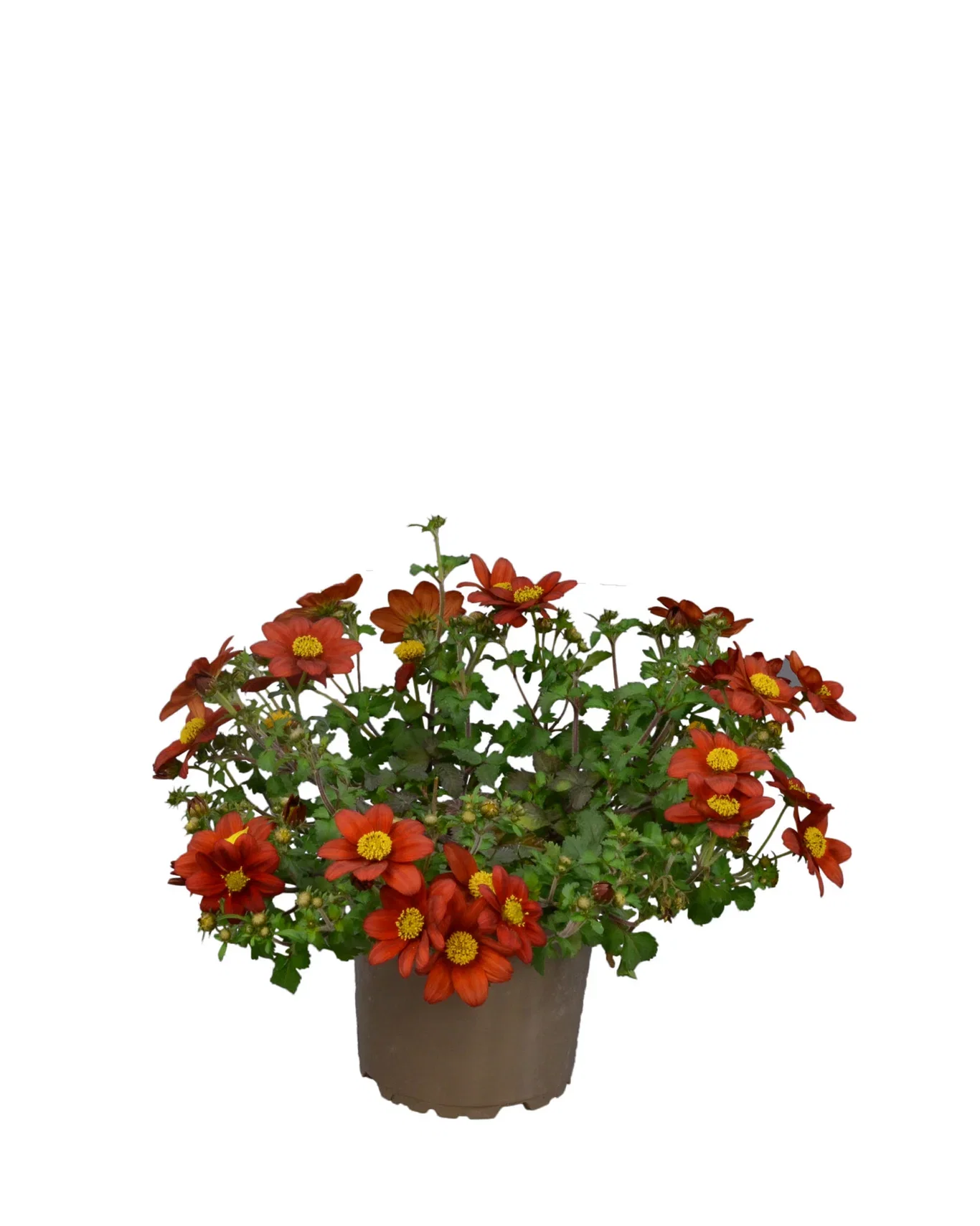 Bidens brazen 'Rising Sun’ 12 cm Bidens 'Rising Sun’ Ø12 cm