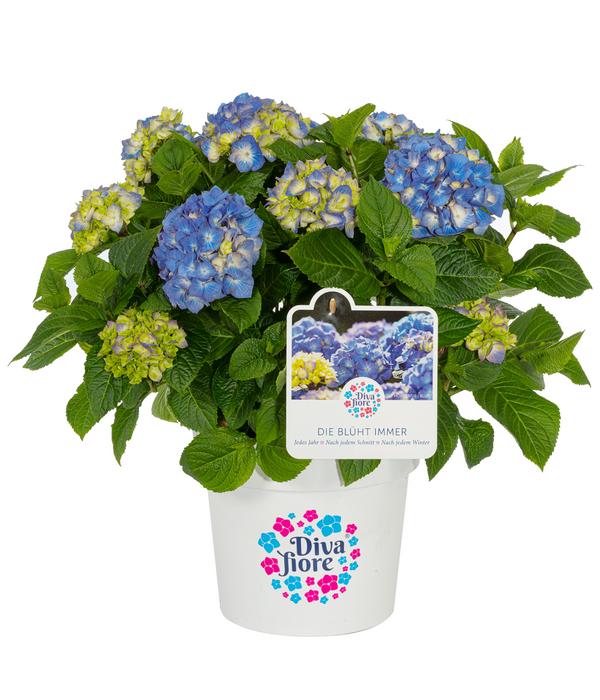 Hortensie 'Diva fiore®'