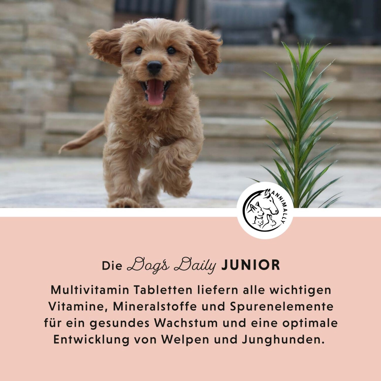 Annimally Dog‘s Daily Junior