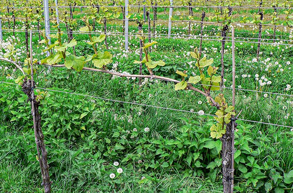 Virtuelle Weinwanderung