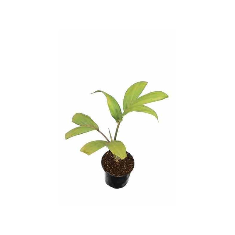 Chambeyronia macrocarpa rouge - taille pot de 140l - 200/250cm