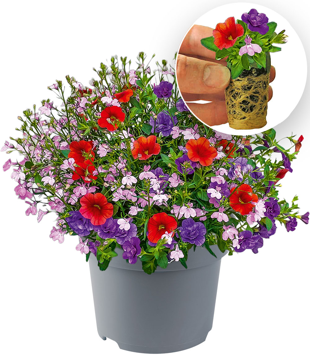 Sommerblumen-Mix 'MixMasters® Heat me'