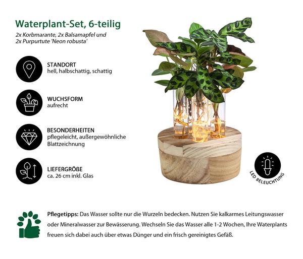 Waterplant-Set New York in Reagenzgläsern,