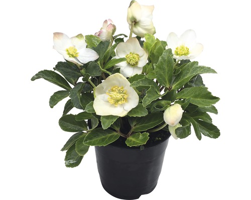 Kerstroos 'Christmas Carol' FloraSelf Helleborus niger 'Christmas Carol' Ø 12 cm pot