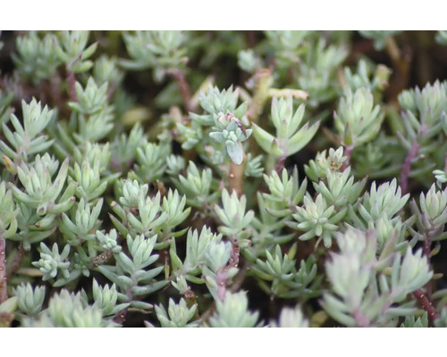 Vaste planten voor de rotstuin MIX FloraSelf H 2-5 cm Ø 9 cm pot 6-pack