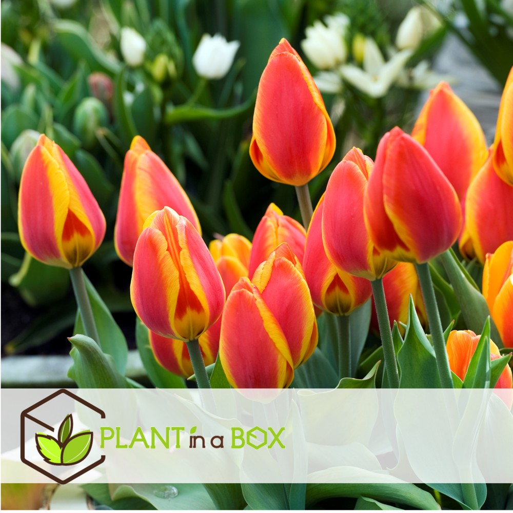 Tulipa flair - bulbes de tulipes x40 - bulbes de fleurs