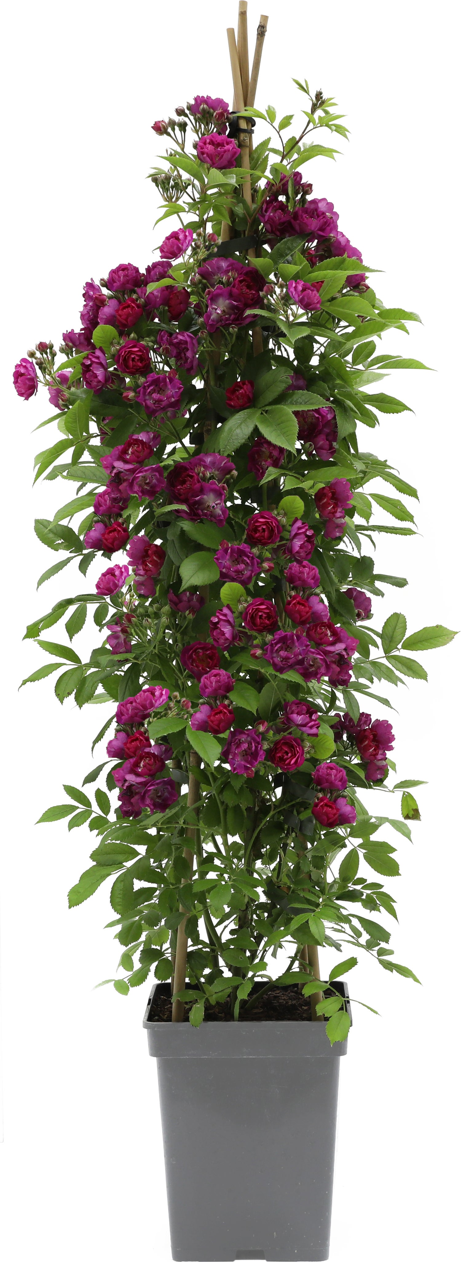 Klimroos (Rosa 'Perennial Blue') D 22 H 70 cm