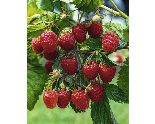 Biologische zomerframboos 'Malling Promise' FloraSelf Biologische Co 2 L
