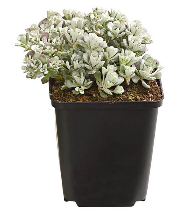 Bio Fetthenne 'Cape Blanco'