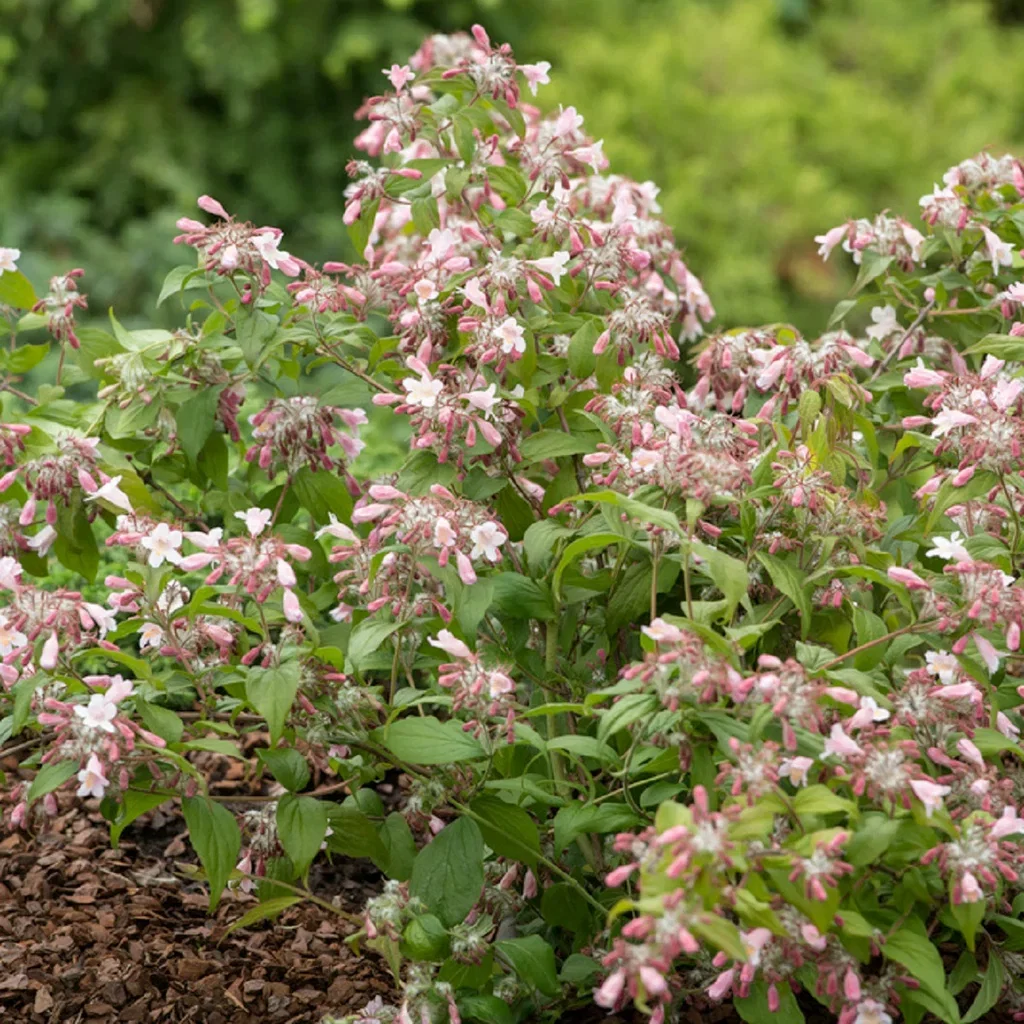 Kolkwitzia amabilis 'Pink Cloud' Fagerbusk 'Pink Cloud' Ø22 cm