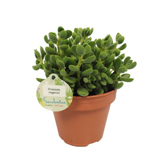 Crassula Rogersii - pot D14cm