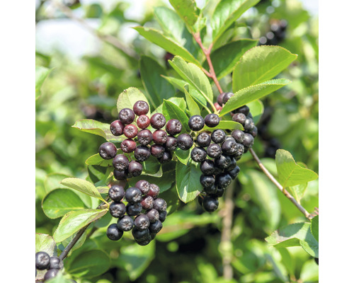 Appelbes, Aronia FloraSelf Aronia melanocarpa 'Autumn Magic' H 40-60 cm Co 4.5 L