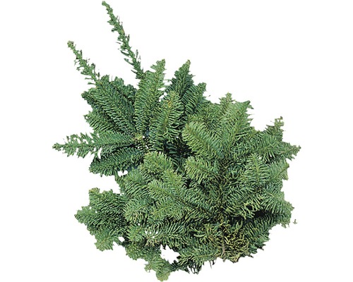 Dennengroen, edelspar, snijgroen, handgebonden bos ca. 0,5 kg
