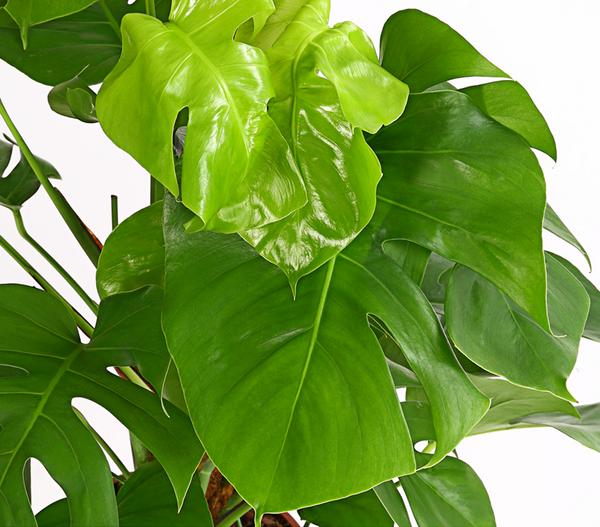 Fensterblatt - Monstera deliciosa